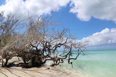 Tree on beach against sky