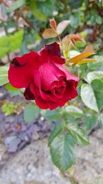 Close-up of red rose blooming outdoors