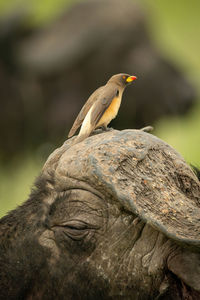 Yellow-billed oxpecker perched on head of buffalo