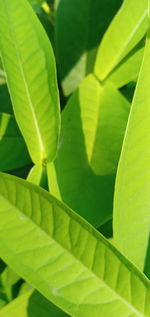 Close-up of green leaves