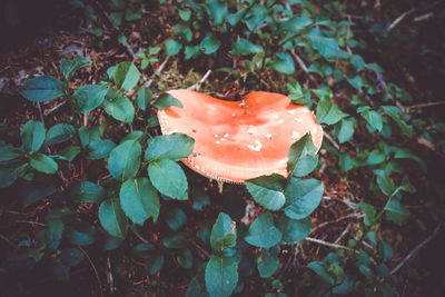 High angle view of orange mushroom growing on field