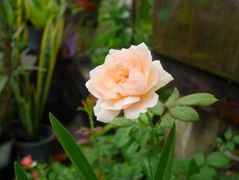 Close-up of white rose