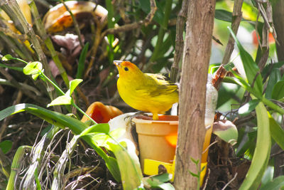 Close-up of a bird