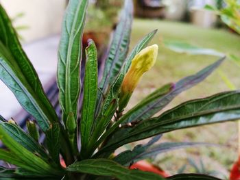 Close-up of plant