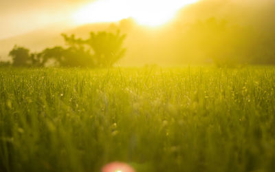 Scenic view of field against bright sun