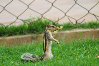 Squirrel on a field