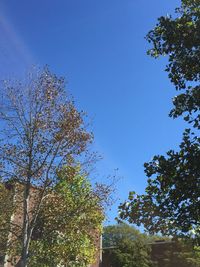 Low angle view of trees against clear blue sky