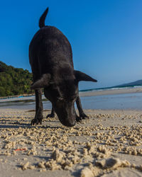 A black dog on a white beach