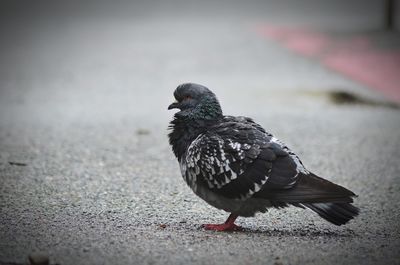 Bird perching on ground