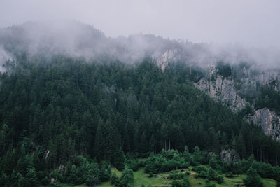 Pine trees in forest against sky