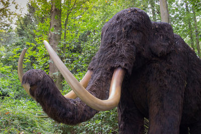 Close-up of elephant in forest