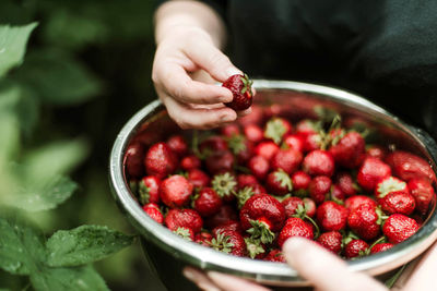 Close-up of hand holding strawberries