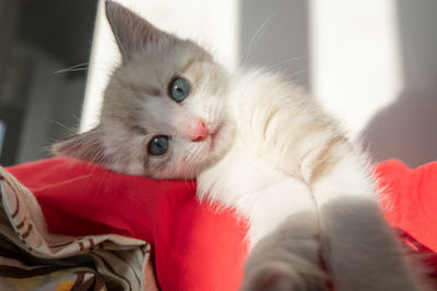 Close-up portrait of kitten relaxing at home