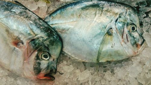 Close-up of fish for sale in market