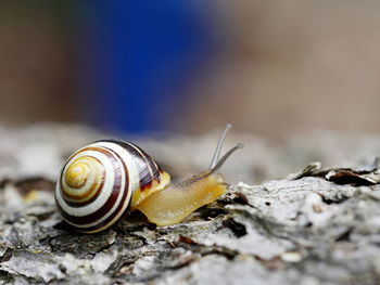 Close-up of snail on plant bark