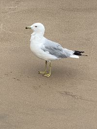 Seagull perching on a sand