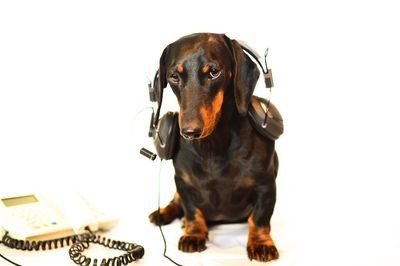 Portrait of dog against white background