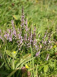 Close-up of flowers growing in field