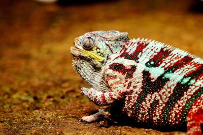 Close-up of a reptile on a field