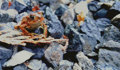 Close-up of frog on rocks