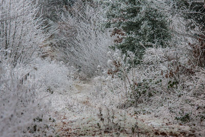 Close-up of snow covered plants in forest