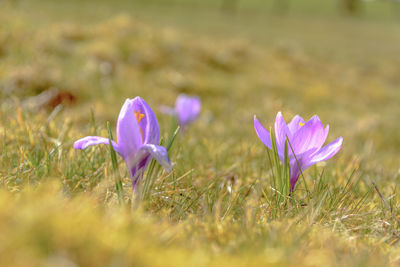 Close-up of purple crocus flowers on field