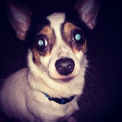 Close-up portrait of a dog