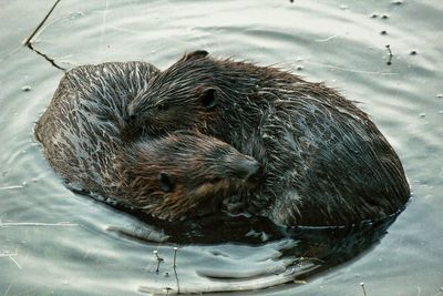 High angle view of beavers swimming in lake