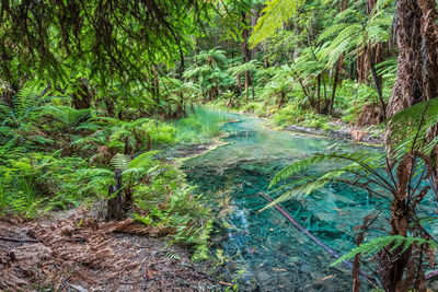 Scenic view of forest