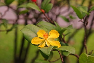 Close-up of yellow flowering plant