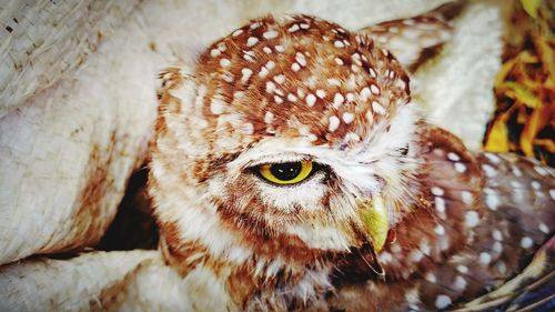 Close-up portrait of owl