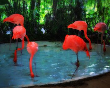 Red duck with reflection in water