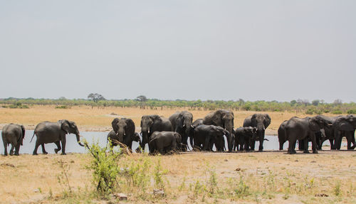 Elephants by river