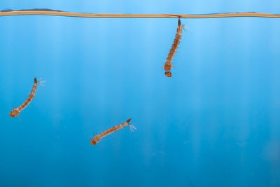 Close-up of fishes swimming in sea