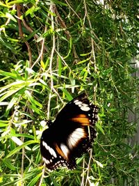 Close-up of butterfly on grass