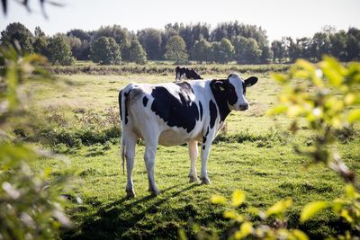 Cows standing in a field