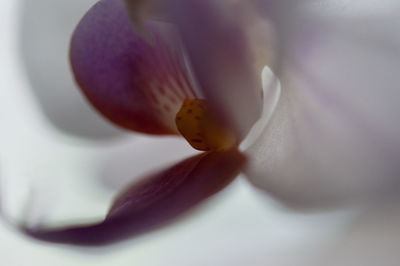 Close-up of flower