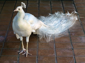 animal
