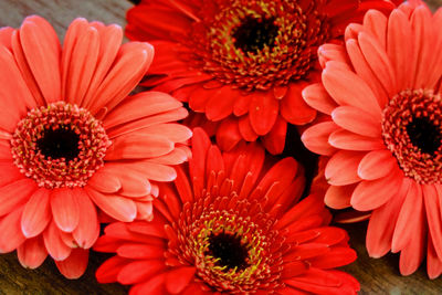 Close-up of red gerbera daisy