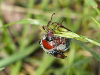 Close-up of insect on plant