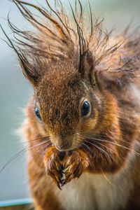 Close-up portrait of squirrel