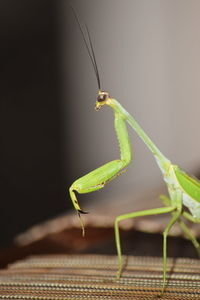 Close-up of praying mantis on table