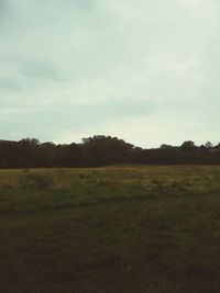 Scenic view of grassy field against sky