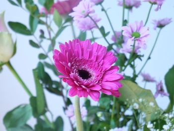 Close-up of pink flowering plant