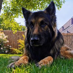 Portrait of dog sitting on field