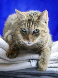 Close-up portrait of cat