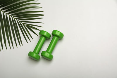 High angle view of green plant on table