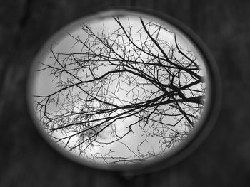 Close-up of bare tree against glass