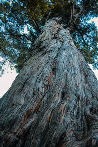 Low angle view of tree trunk against sky