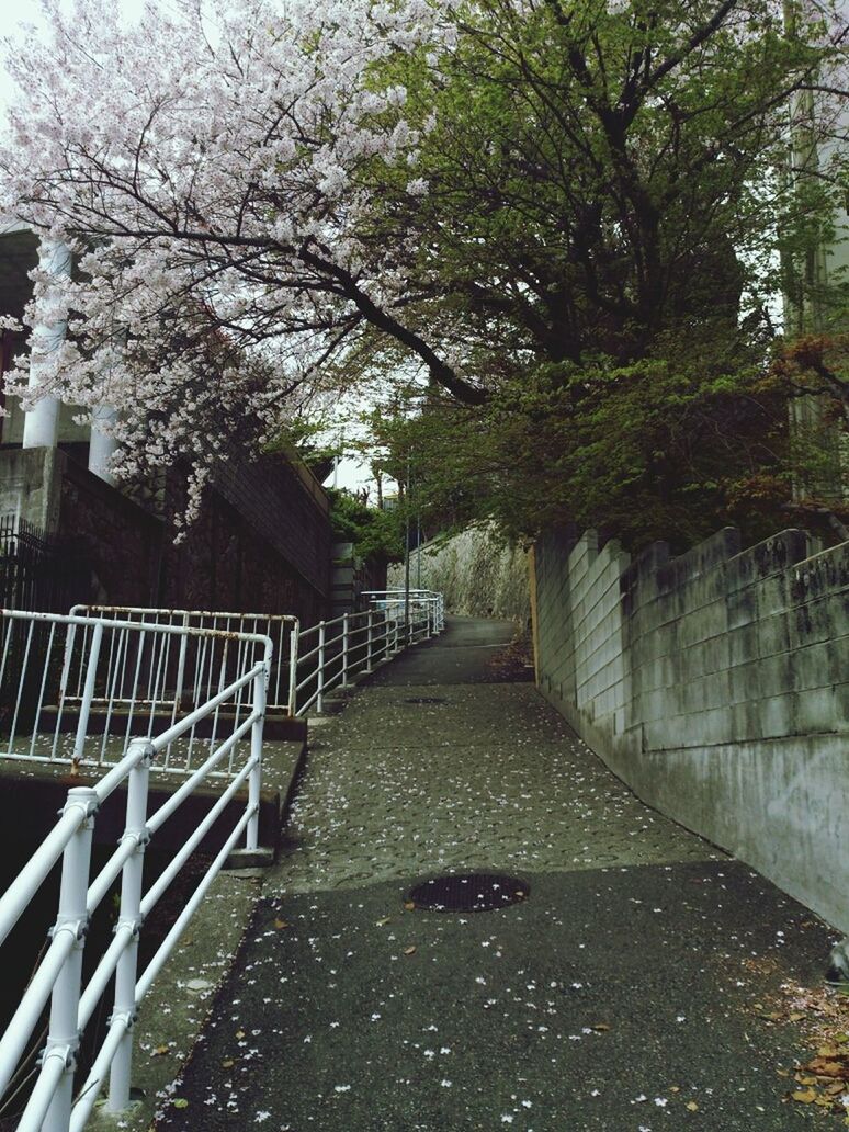 tree, the way forward, built structure, architecture, building exterior, railing, branch, diminishing perspective, growth, walkway, footpath, day, nature, outdoors, vanishing point, no people, footbridge, pathway, building, park - man made space